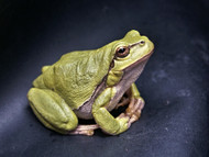 Types of Frogs that Make Good Pets
