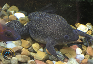 Frog Bloat: Causes, Diagnosis & Treatment Guide