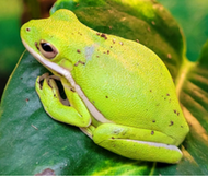 Which Exotic Pets Can You Order Online?