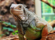 Gardening with Exotic Pets: What to Plant