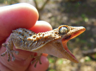 Who Knew there were So Many Kinds of Geckos?