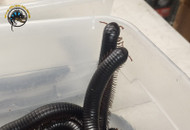 Giant Millipede Care: The Gentle Giant of the Invertebrate World