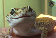 Guide to Leopard Gecko Care