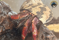 Hermit Crabitat Setup Guide