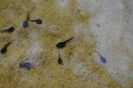 How Do You Know When Your Tadpole Is Ready to Leave the Aquarium? How Do You Know When Your Tadpole Is Ready to Leave the Aquarium?