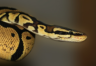 How Often Should My Snake Eat? How Often Should My Snake Eat?