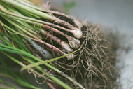 How to Boost Your Indoor Garden with Mycorrhizal Fungus How to Boost Your Indoor Garden with Mycorrhizal Fungus