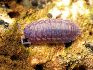 How to Breed Your Own Isopods: Part 2 How to Breed Your Own Isopods: Part 2