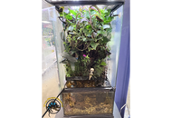 How to Build a Paludarium: Complete Land and Water Guide