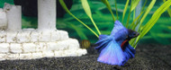 How to Care for Carnivorous Fish How to Care for Carnivorous Fish