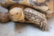 How to Create a Large Tortoise Habitat How to Create a Large Tortoise Habitat