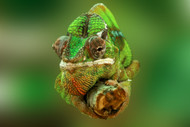 How to Determine Which Chameleon You Should Get How to Determine Which Chameleon You Should Get