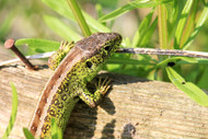 How to Enjoy Herps in Your Backyard How to Enjoy Herps in Your Backyard
