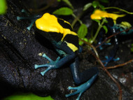 How to get Your Dart Frog to Call How to get Your Dart Frog to Call