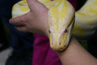 How to Handle Large Snakes How to Handle Large Snakes
