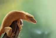 How to Know if Two Reptile Species Can Live Together How to Know if Two Reptile Species Can Live Together