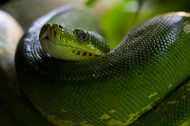 How to Name Your Pet Snake Even if You Have Zero Ideas How to Name Your Pet Snake Even if You Have Zero Ideas