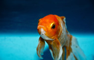 How to Persuade Your Fish to Like You How to Persuade Your Fish to Like You