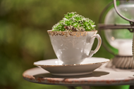 How to Plant a Teacup Garden How to Plant a Teacup Garden