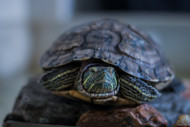 How to Prepare a Phenomenal Semi-Aquatic Tank How to Prepare a Phenomenal Semi-Aquatic Tank