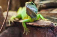 How to Prevail Against Horrendous Bioactive Tank Odors How to Prevail Against Horrendous Bioactive Tank Odors