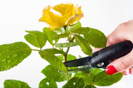 How to Prune Flowering Plants How to Prune Flowering Plants