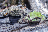 How to Set Up a Mixed Terrarium Successfully How to Set Up a Mixed Terrarium Successfully