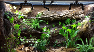 How to Start Your First Living Vivarium How to Start Your First Living Vivarium