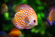How to Stop Your Fish from Eating Your Aquarium Plants
