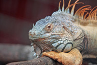 How to Tame an Iguana How to Tame an Iguana