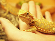 How to Train My Bearded Dragon to Eat Freeze Dried Crickets How to Train My Bearded Dragon to Eat Freeze Dried Crickets
