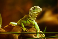 Ideas to Liven Up Your Lizard's Diet Ideas to Liven Up Your Lizard's Diet