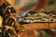 If You've Never Replaced Your UVB Light, You May Be Harming Your Reptile If You've Never Replaced Your UVB Light, You May Be Harming Your Reptile