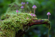 Is it Okay to Have Mushrooms in My Bioactive Terrarium? Is it Okay to Have Mushrooms in My Bioactive Terrarium?