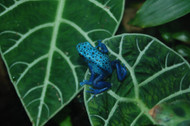 Is My Dart Frog Poisonous? Is My Dart Frog Poisonous?