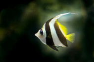 January Featured Fish: Angelfish