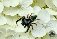 Jumping Spider Care: Enclosure, Feeding, and Why They Make Great First Inverts