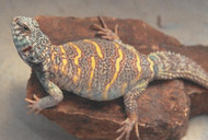 Keep Your Uromastyx Safe with the Right Substrate Keep Your Uromastyx Safe with the Right Substrate