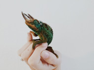 Keeping Your Exotic Pet Healthy During COVID-19 Keeping Your Exotic Pet Healthy During COVID-19