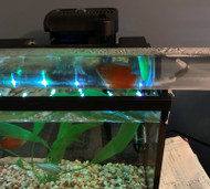 Learn to Build a Fish Bridge Between Aquariums