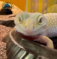 The Ultimate Guide to Leopard Gecko Care: An Evidence-Based Approach to Husbandry
