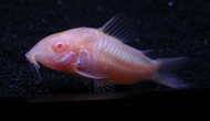 March Featured Fish: Cory Catfish March Featured Fish: Cory Catfish