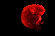 Peaceful Betta vs. Fighting Betta — What's the Difference? Peaceful Betta vs. Fighting Betta — What's the Difference?