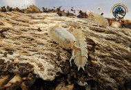 The Complete Guide to Keeping Pet Isopods: Species, Setup, and Breeding