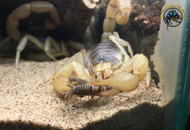 Scorpion Care 101: What Every New Keeper Needs to Know