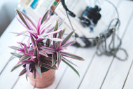 What to Avoid as a New Houseplant Hobbyist What to Avoid as a New Houseplant Hobbyist
