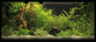 Plants that Thrive in a Hard Water Aquarium Plants that Thrive in a Hard Water Aquarium