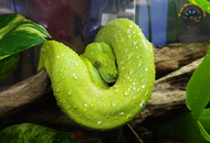 Reptile Intelligence: More Than Just Instinct?