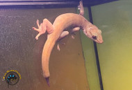 Parasites in Reptiles: The Silent Threat Every Keeper Should Screen For