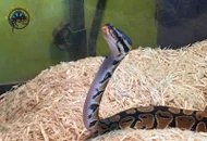 Respiratory Infections in Reptiles: Causes, Symptoms, Treatment, and Prevention